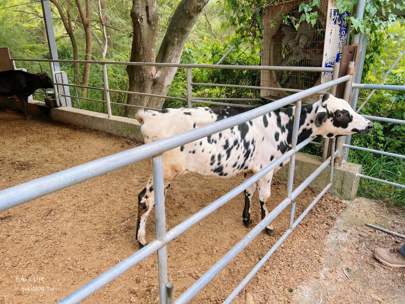 苗栗景點》飛牛牧場，苗栗必訪親子景點自然生態超豐富，用餐住宿都有～ - yuki.tw