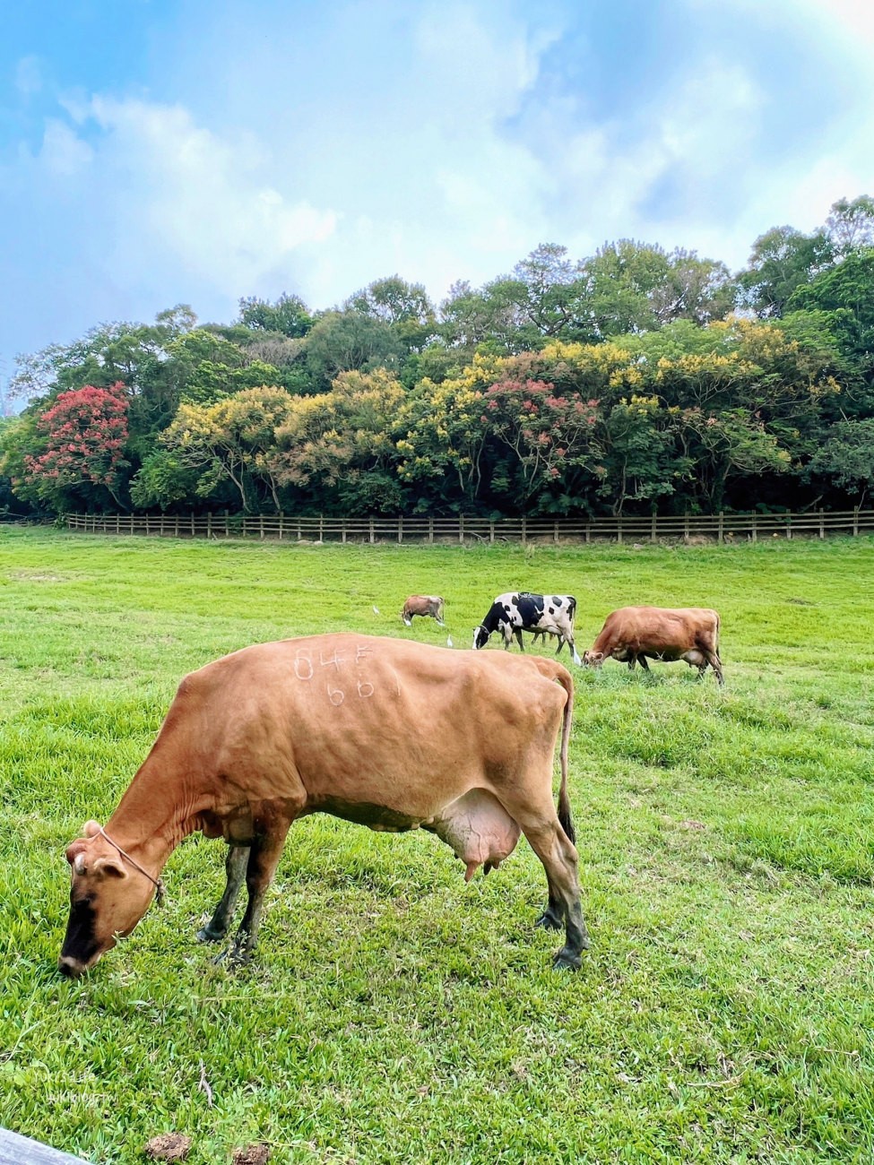 苗栗景點》飛牛牧場，苗栗必訪親子景點自然生態超豐富，用餐住宿都有～ - yuki.tw