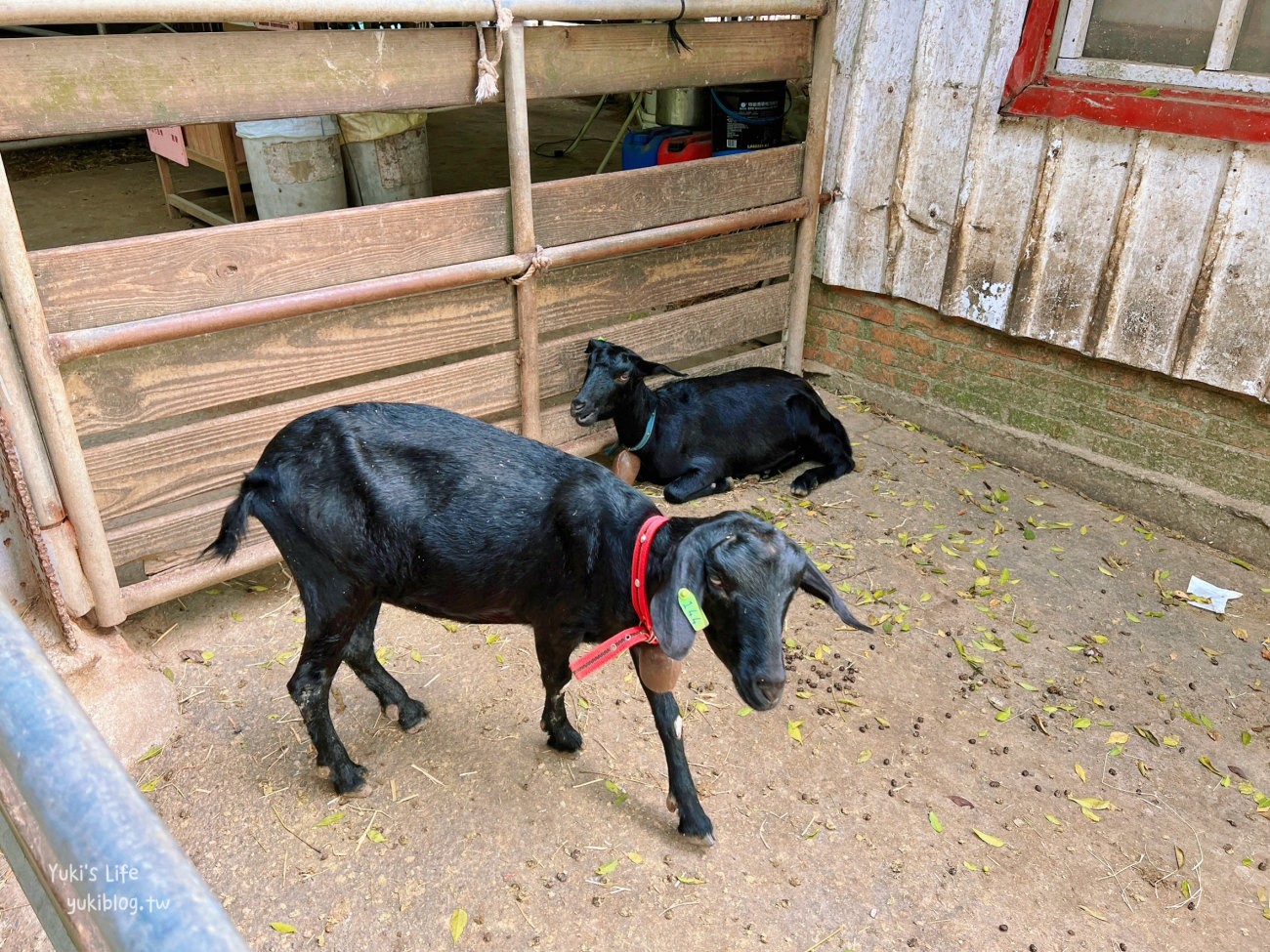 苗栗景點》飛牛牧場，苗栗必訪親子景點自然生態超豐富，用餐住宿都有～ - yuki.tw