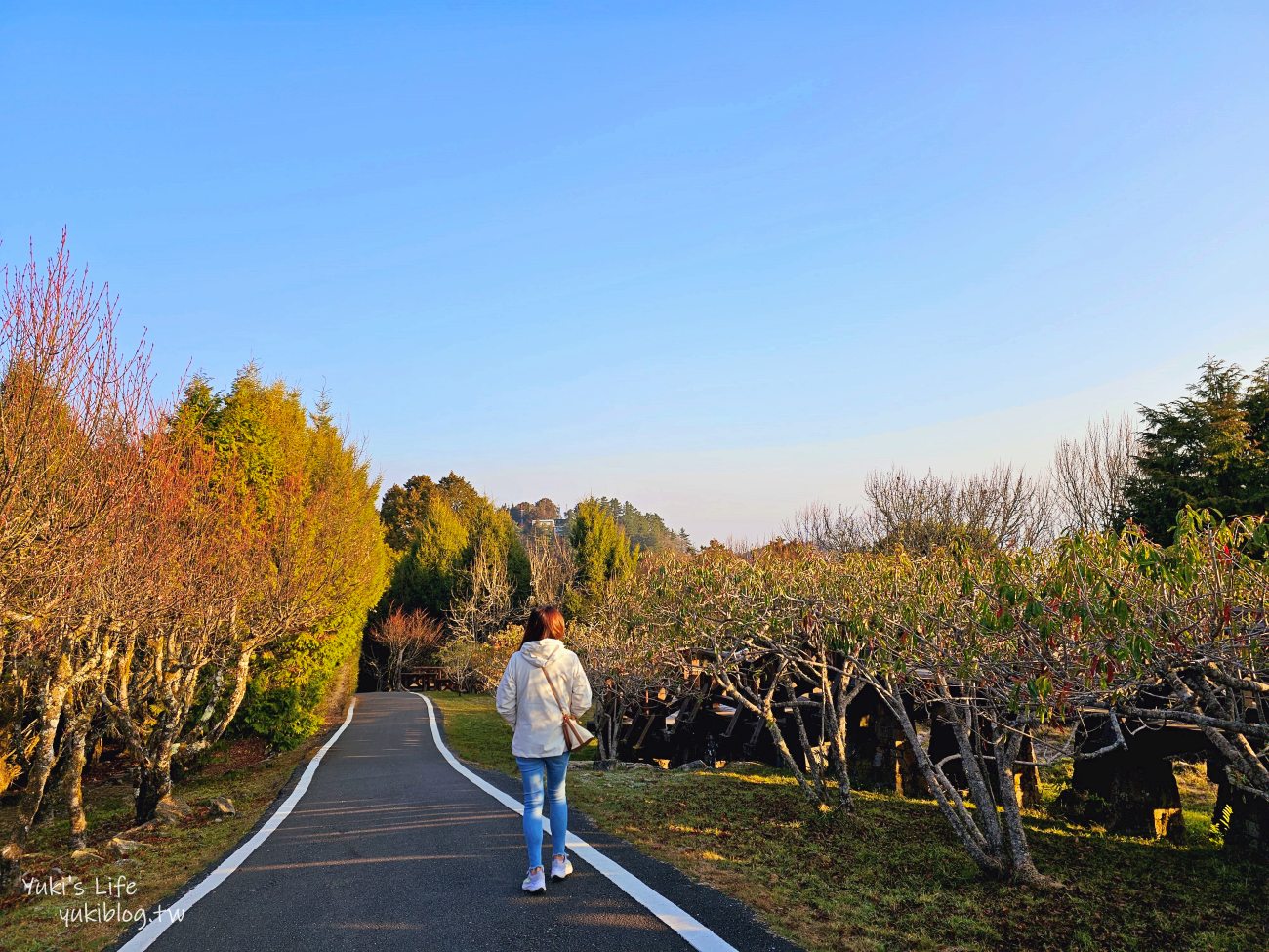 嘉義景點》阿里山看日出攻略，如何搭阿里山電動遊園車呢？ - yuki.tw