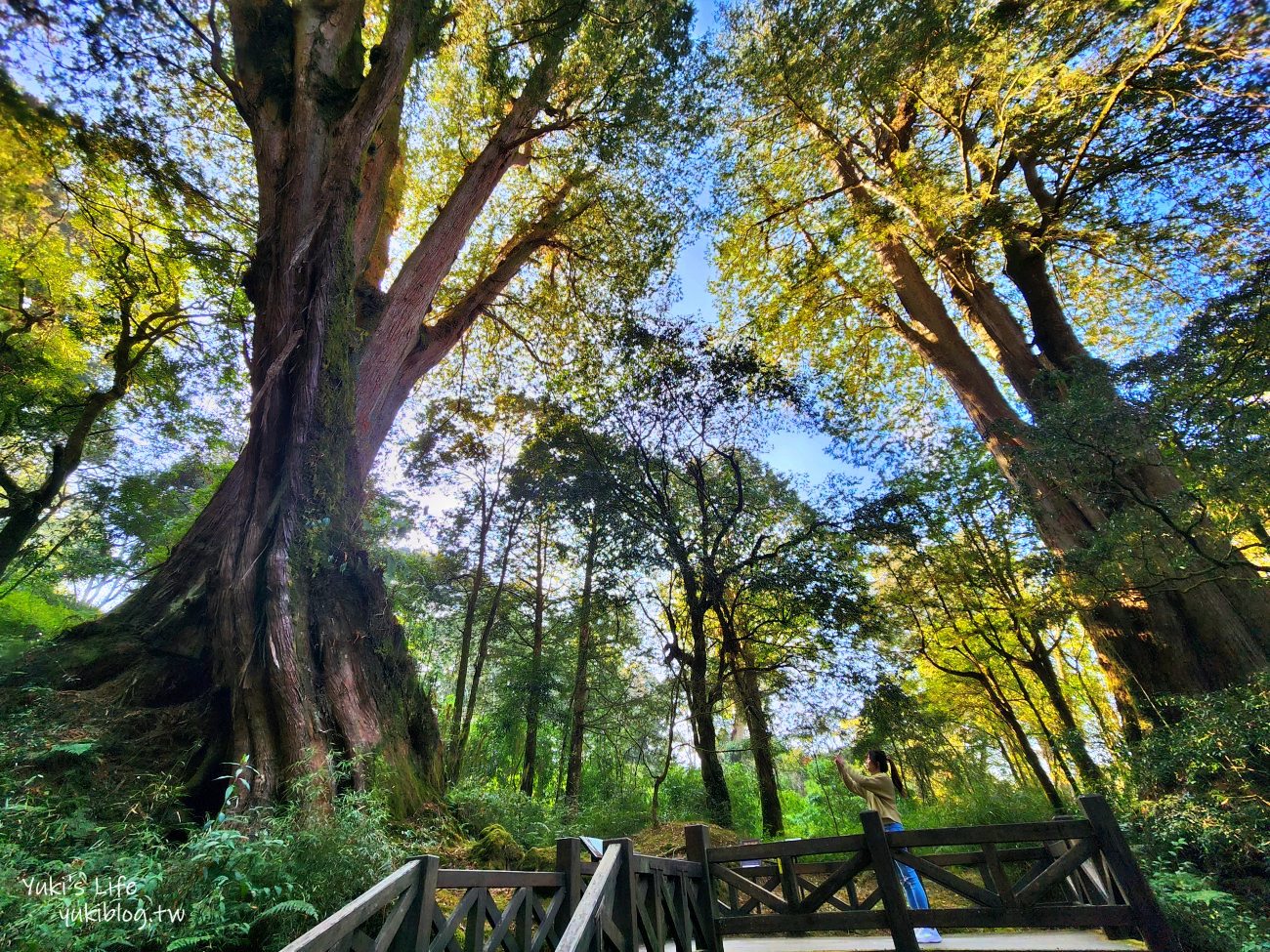 嘉義住宿飯店推薦》阿里山櫻山大飯店，走路就能搭火車看日出，7-11買零食買宵夜好方便 - yuki.tw