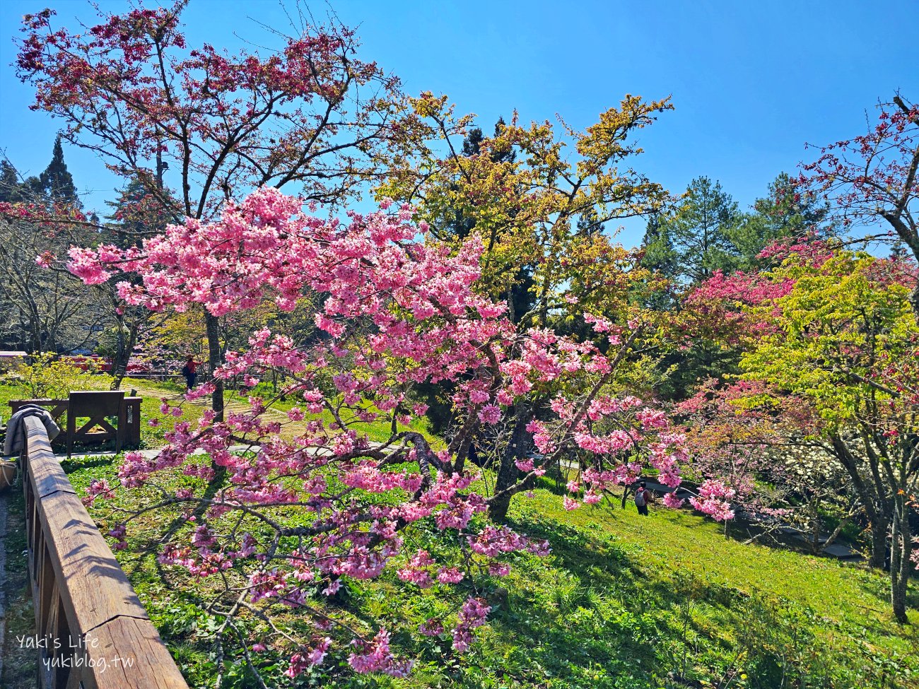 嘉義景點》阿里山國家森林遊樂區一日遊，仙境般必拍景點行程懶人包！阿里山日出巨木全攻略！ - yuki.tw