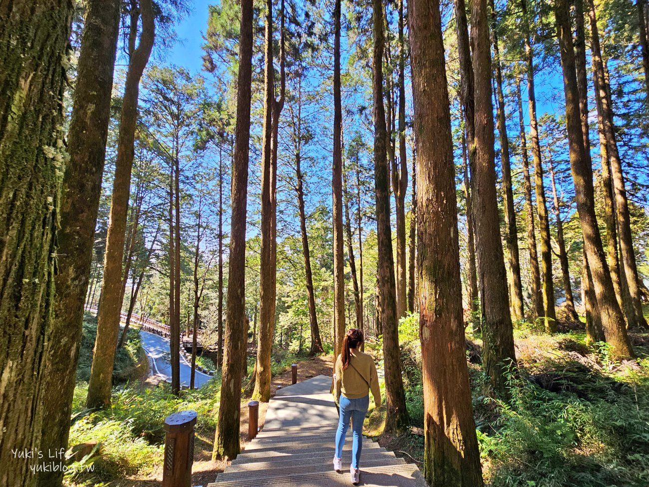 嘉義景點》阿里山國家森林遊樂區一日遊，仙境般必拍景點行程懶人包！阿里山日出巨木全攻略！ - yuki.tw