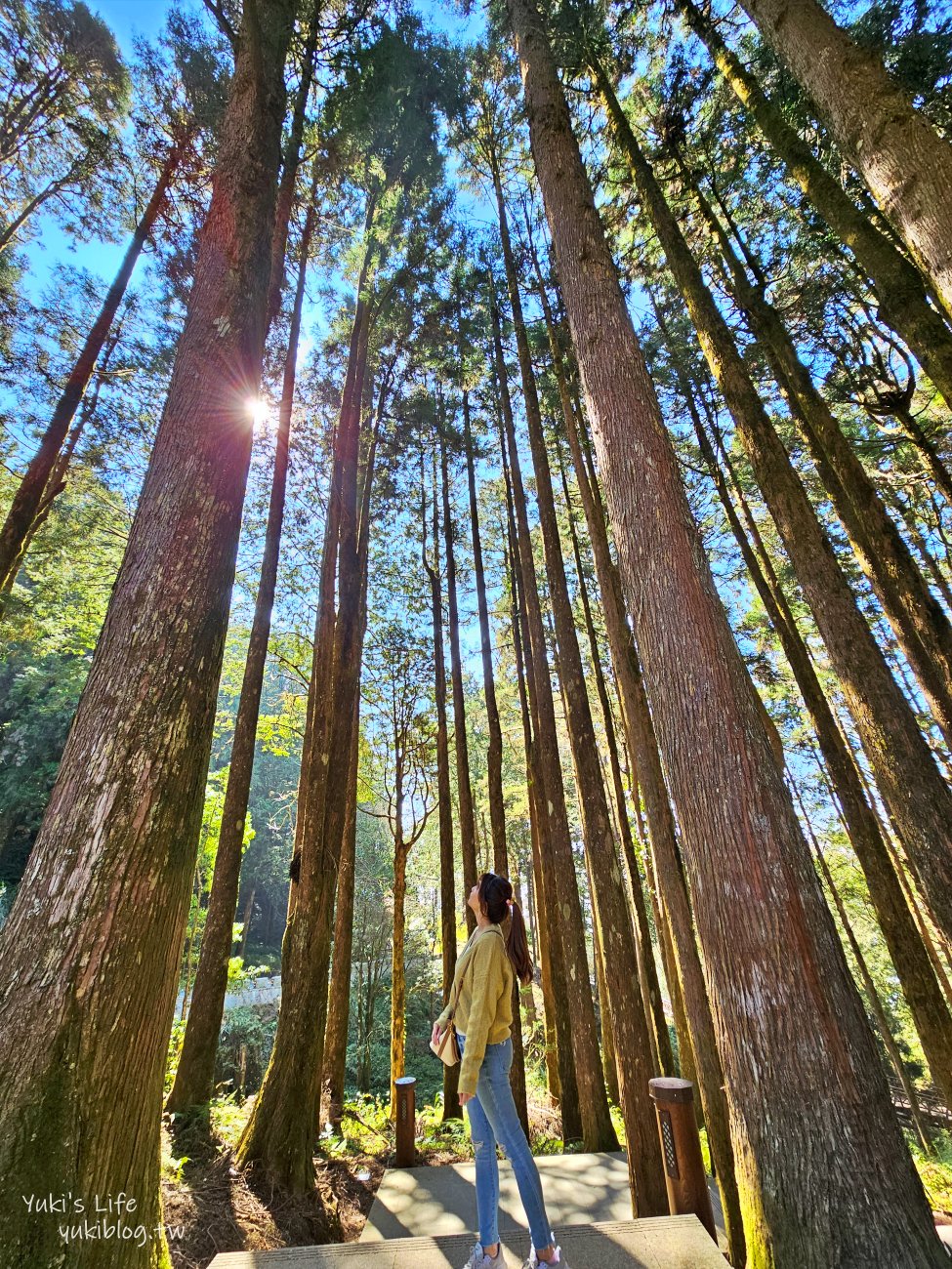 嘉義景點》阿里山國家森林遊樂區一日遊，仙境般必拍景點行程懶人包！阿里山日出巨木全攻略！ - yuki.tw