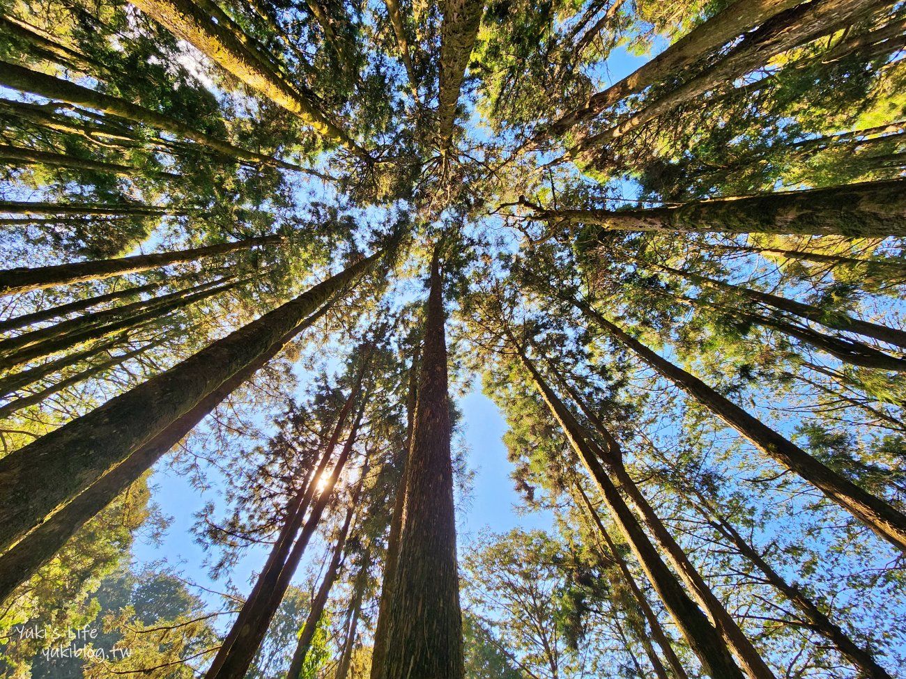 嘉義景點》阿里山國家森林遊樂區一日遊，仙境般必拍景點行程懶人包！阿里山日出巨木全攻略！ - yuki.tw