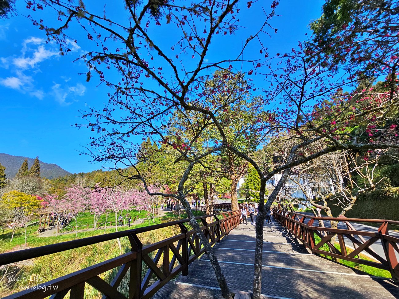 嘉義景點》阿里山國家森林遊樂區一日遊，仙境般必拍景點行程懶人包！阿里山日出巨木全攻略！ - yuki.tw