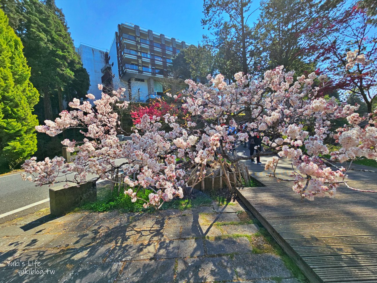 嘉義景點》阿里山國家森林遊樂區一日遊，仙境般必拍景點行程懶人包！阿里山日出巨木全攻略！ - yuki.tw