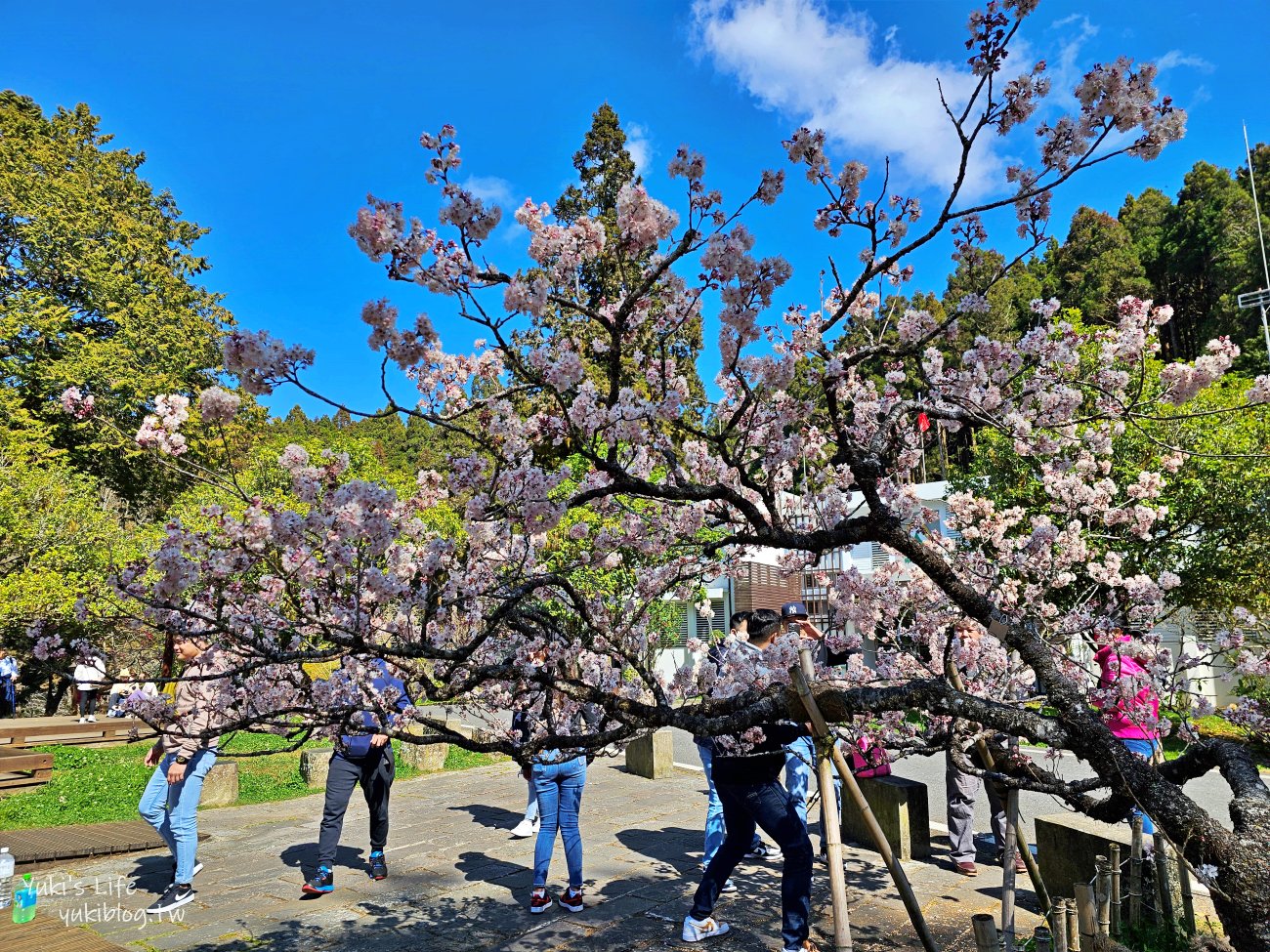 嘉義景點》阿里山國家森林遊樂區一日遊，仙境般必拍景點行程懶人包！阿里山日出巨木全攻略！ - yuki.tw