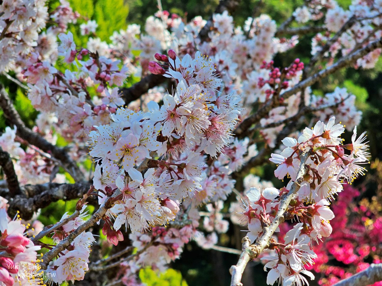 嘉義景點》阿里山國家森林遊樂區一日遊，仙境般必拍景點行程懶人包！阿里山日出巨木全攻略！ - yuki.tw