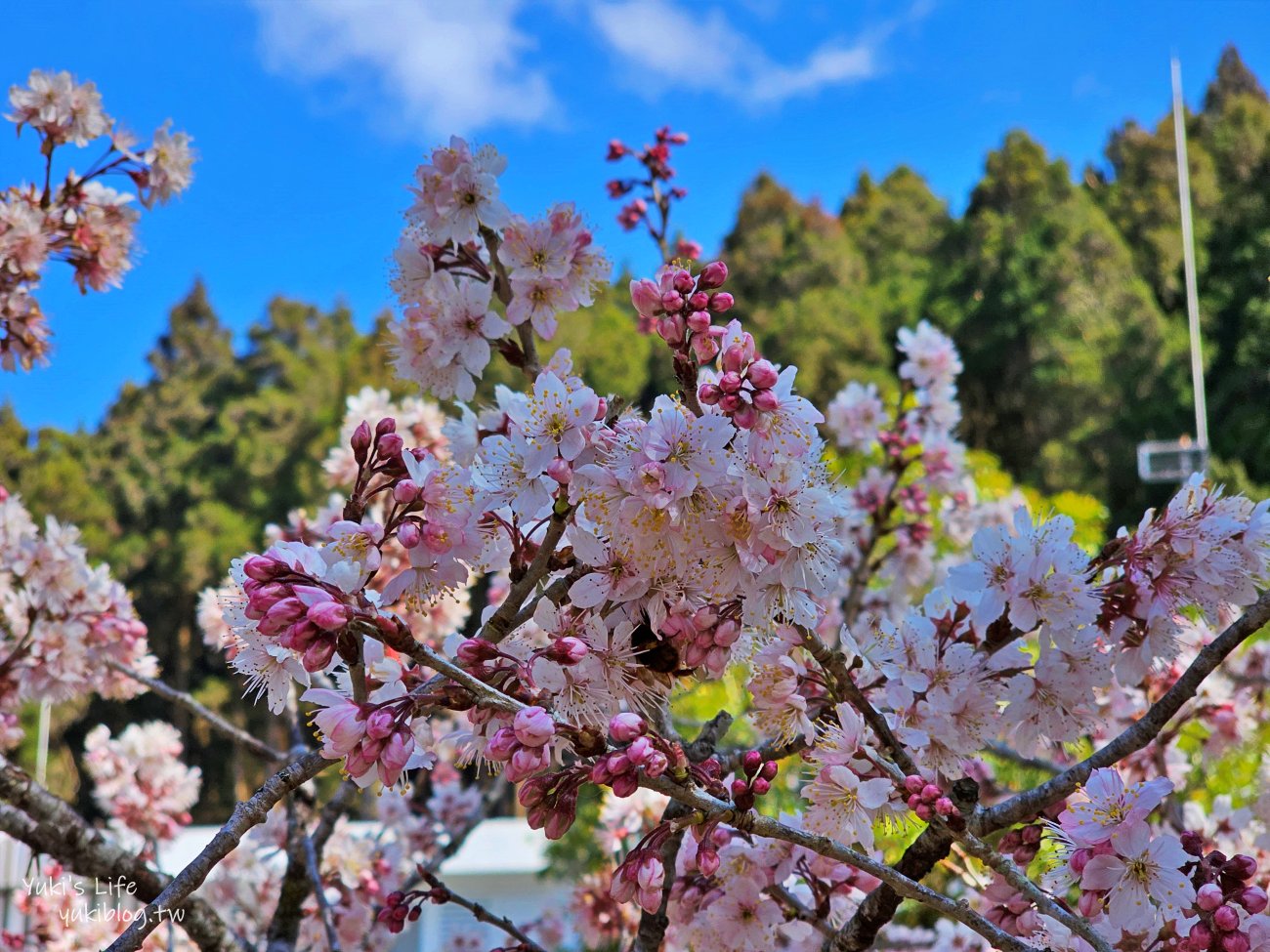 嘉義景點》阿里山國家森林遊樂區一日遊，仙境般必拍景點行程懶人包！阿里山日出巨木全攻略！ - yuki.tw