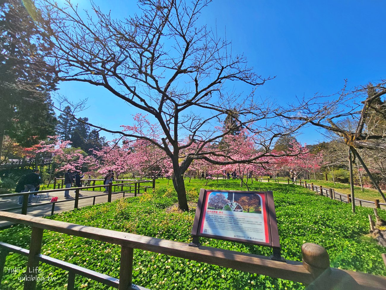 嘉義景點》阿里山國家森林遊樂區一日遊，仙境般必拍景點行程懶人包！阿里山日出巨木全攻略！ - yuki.tw