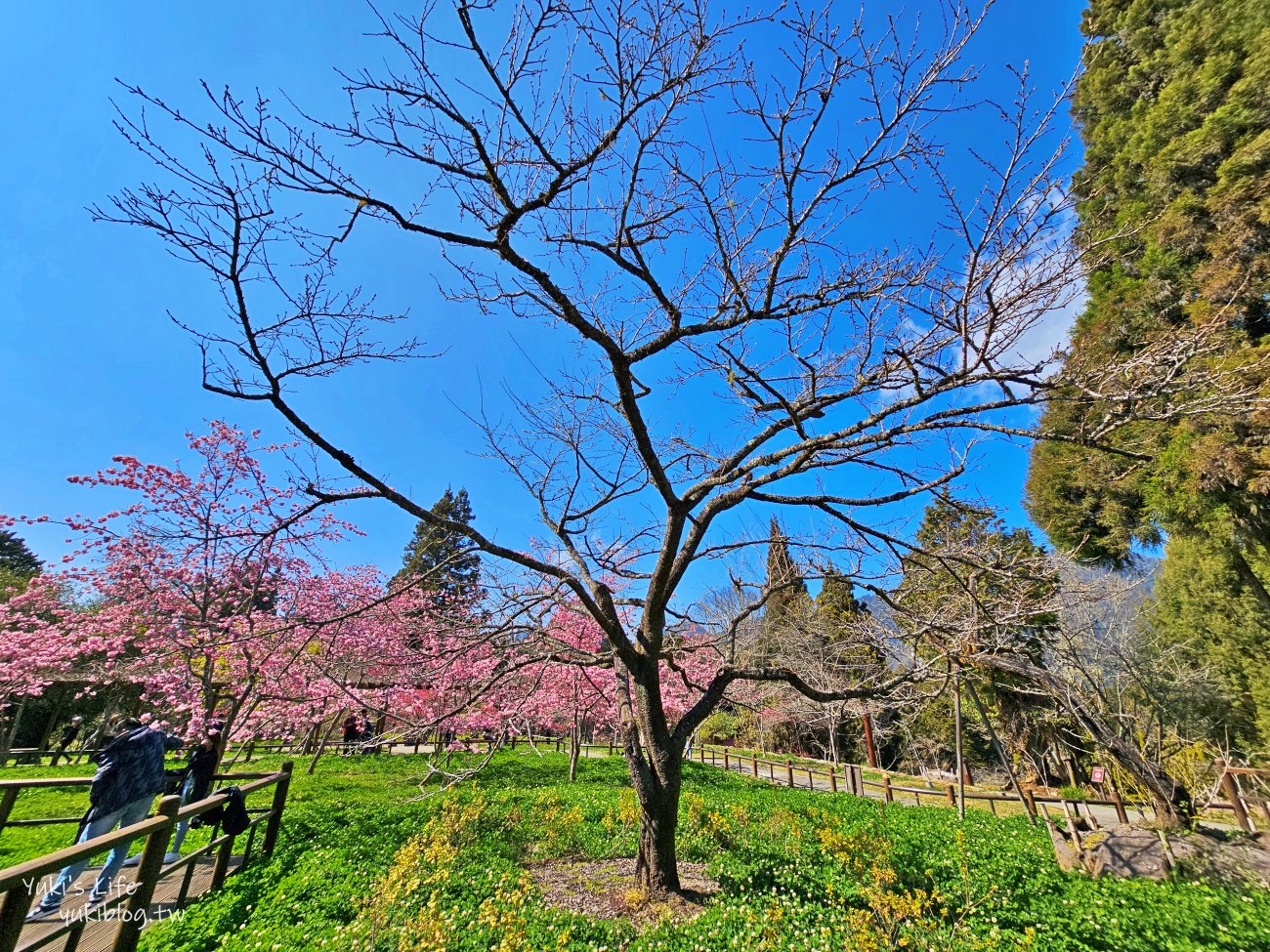 嘉義景點》阿里山國家森林遊樂區一日遊，仙境般必拍景點行程懶人包！阿里山日出巨木全攻略！ - yuki.tw