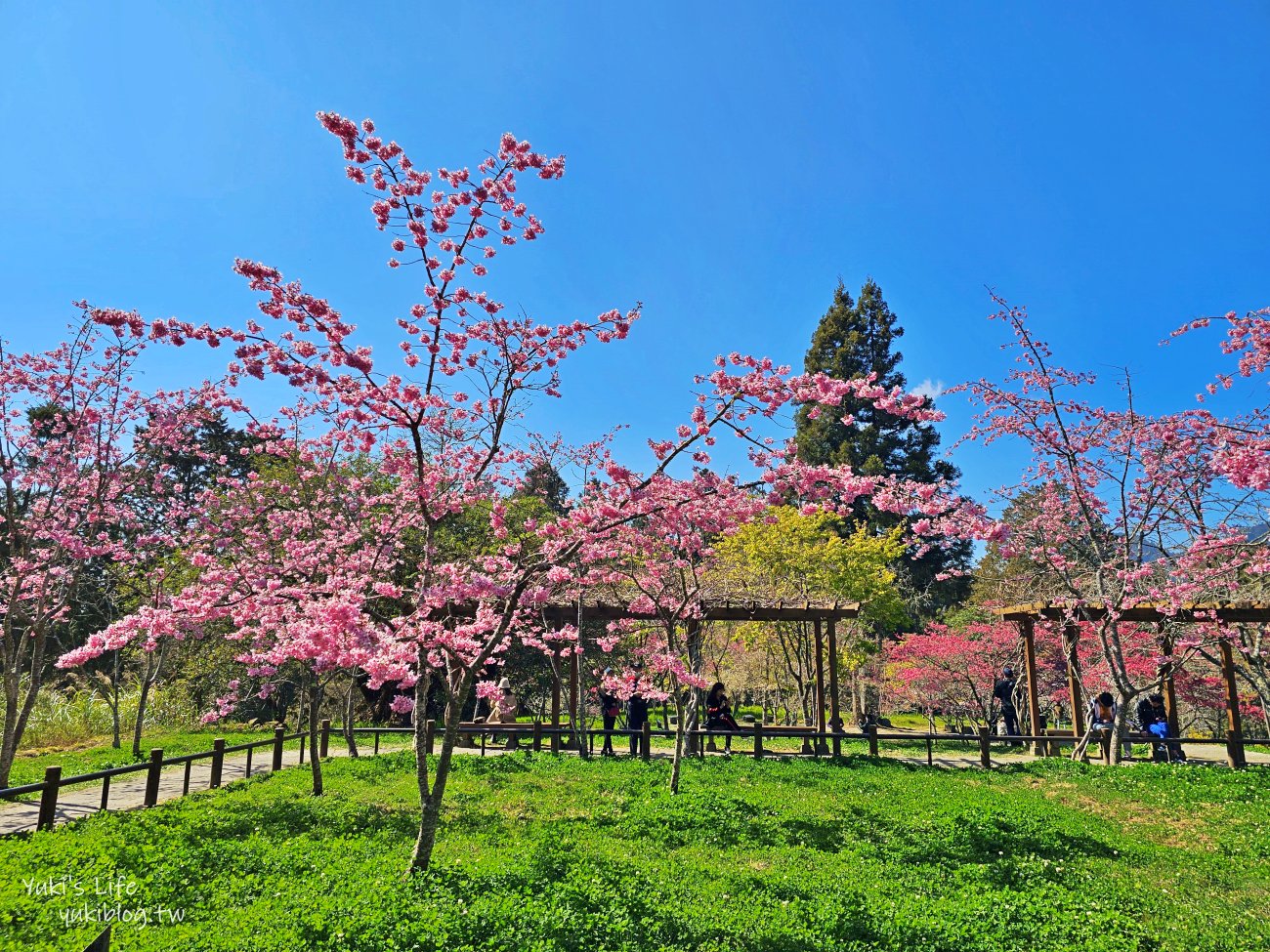 嘉義景點》阿里山國家森林遊樂區一日遊，仙境般必拍景點行程懶人包！阿里山日出巨木全攻略！ - yuki.tw