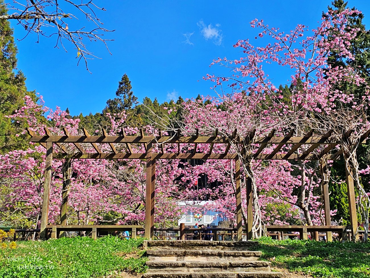 嘉義景點》阿里山國家森林遊樂區一日遊，仙境般必拍景點行程懶人包！阿里山日出巨木全攻略！ - yuki.tw