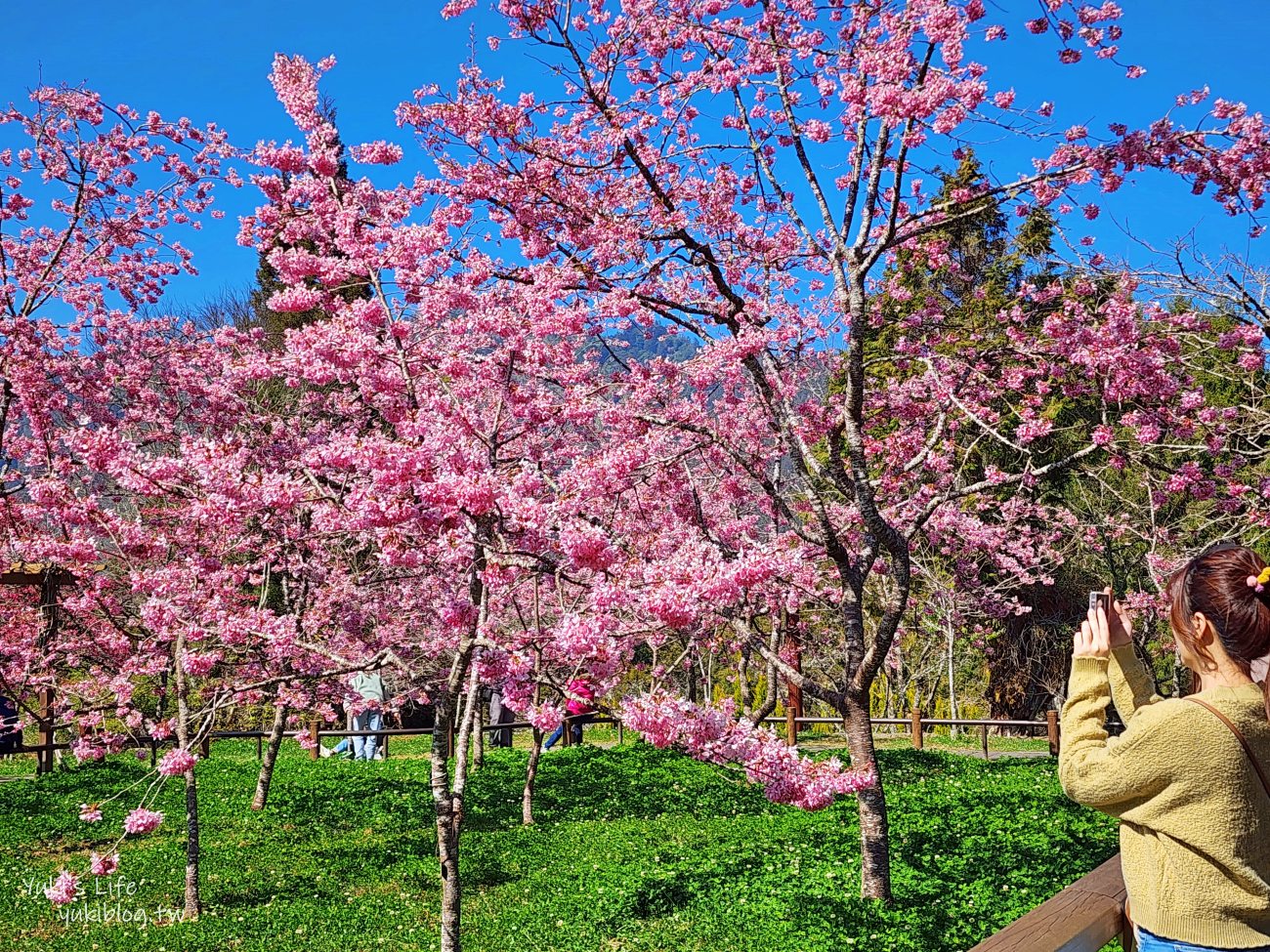 嘉義景點》阿里山國家森林遊樂區一日遊，仙境般必拍景點行程懶人包！阿里山日出巨木全攻略！ - yuki.tw