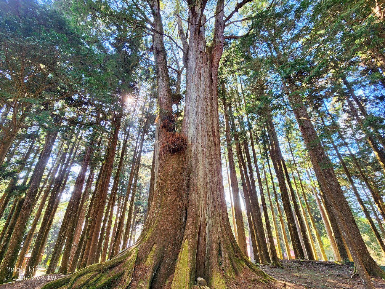 嘉義景點》阿里山國家森林遊樂區一日遊，仙境般必拍景點行程懶人包！阿里山日出巨木全攻略！ - yuki.tw