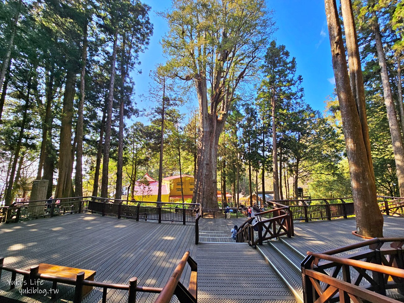 嘉義景點》阿里山國家森林遊樂區一日遊，仙境般必拍景點行程懶人包！阿里山日出巨木全攻略！ - yuki.tw