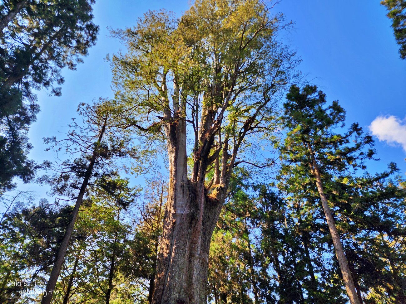 嘉義景點》阿里山國家森林遊樂區一日遊，仙境般必拍景點行程懶人包！阿里山日出巨木全攻略！ - yuki.tw