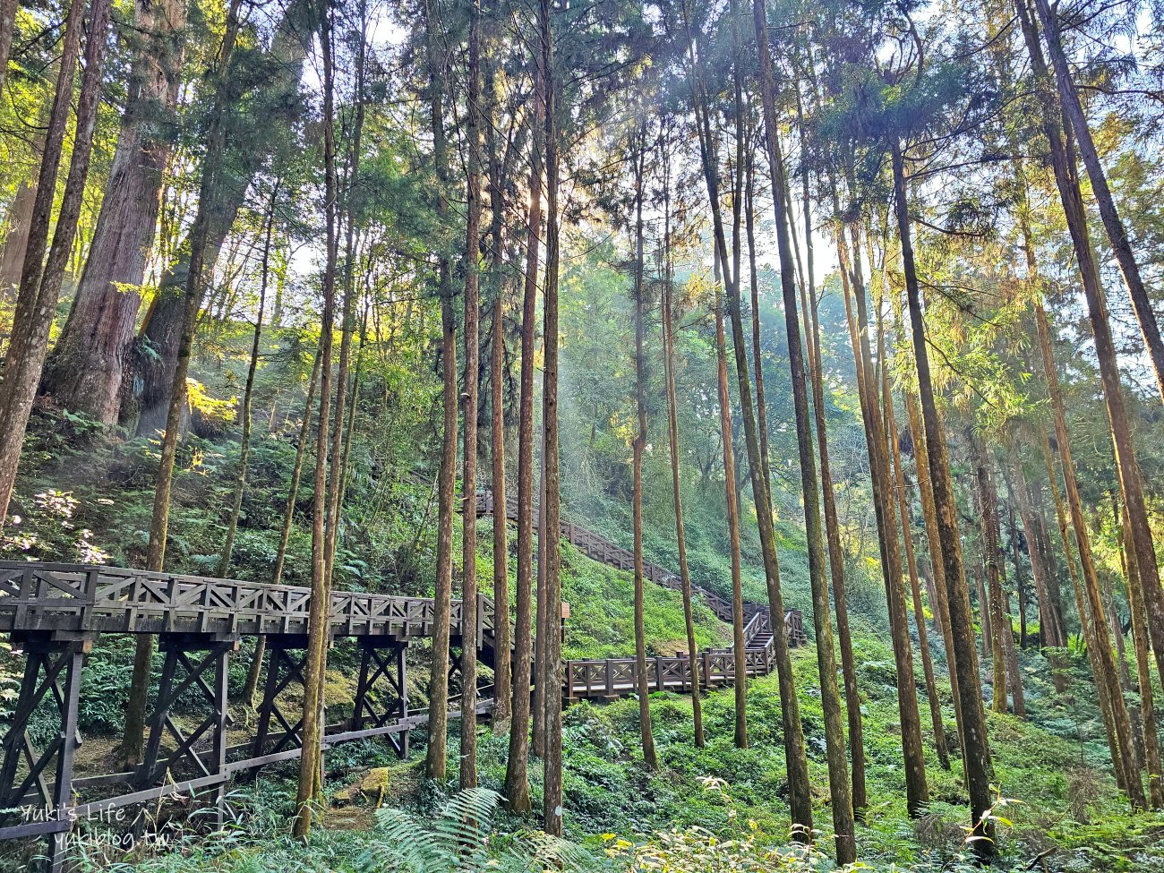 嘉義景點》阿里山國家森林遊樂區一日遊，仙境般必拍景點行程懶人包！阿里山日出巨木全攻略！ - yuki.tw