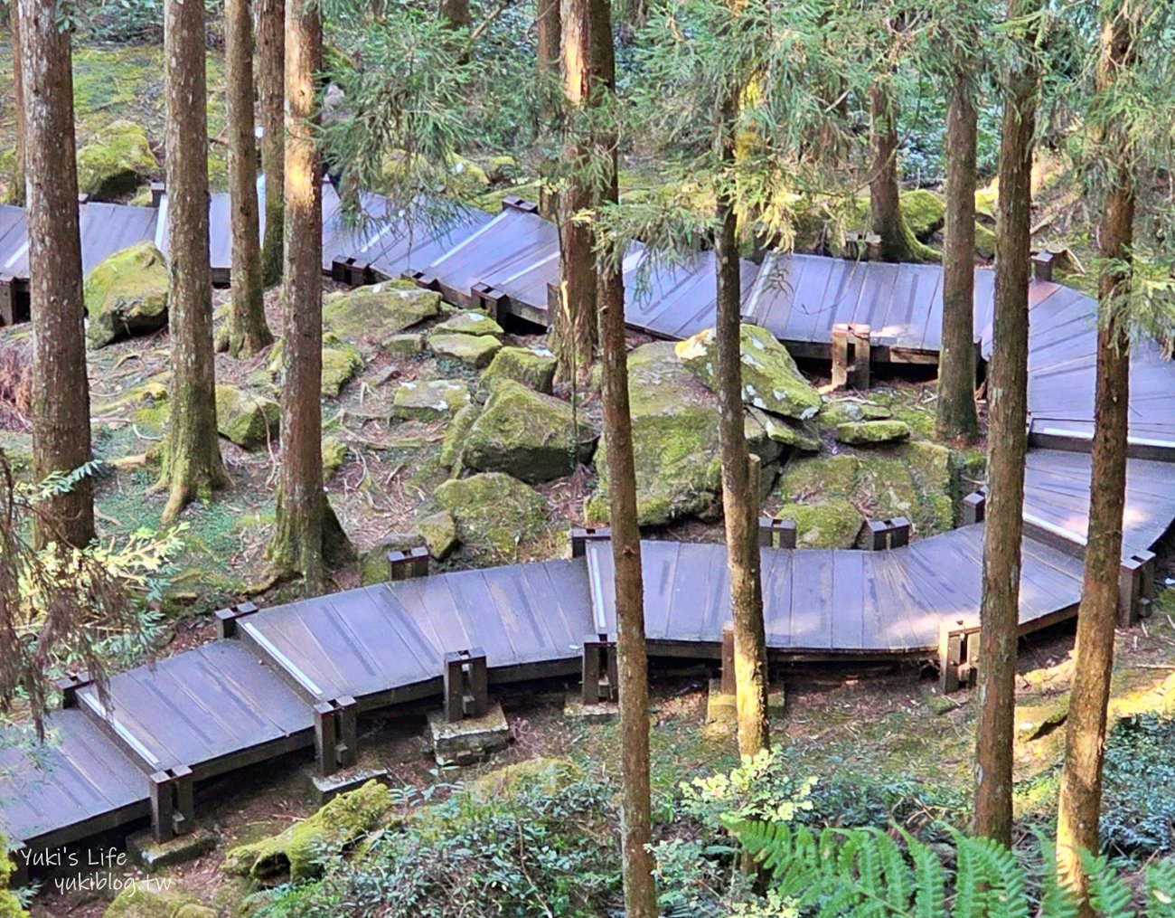 嘉義景點》阿里山國家森林遊樂區一日遊，仙境般必拍景點行程懶人包！阿里山日出巨木全攻略！ - yuki.tw