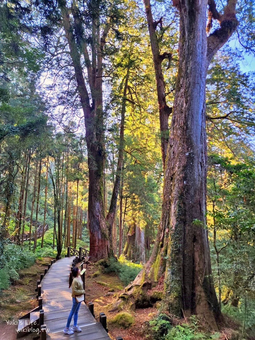 嘉義景點》阿里山國家森林遊樂區一日遊，仙境般必拍景點行程懶人包！阿里山日出巨木全攻略！ - yuki.tw