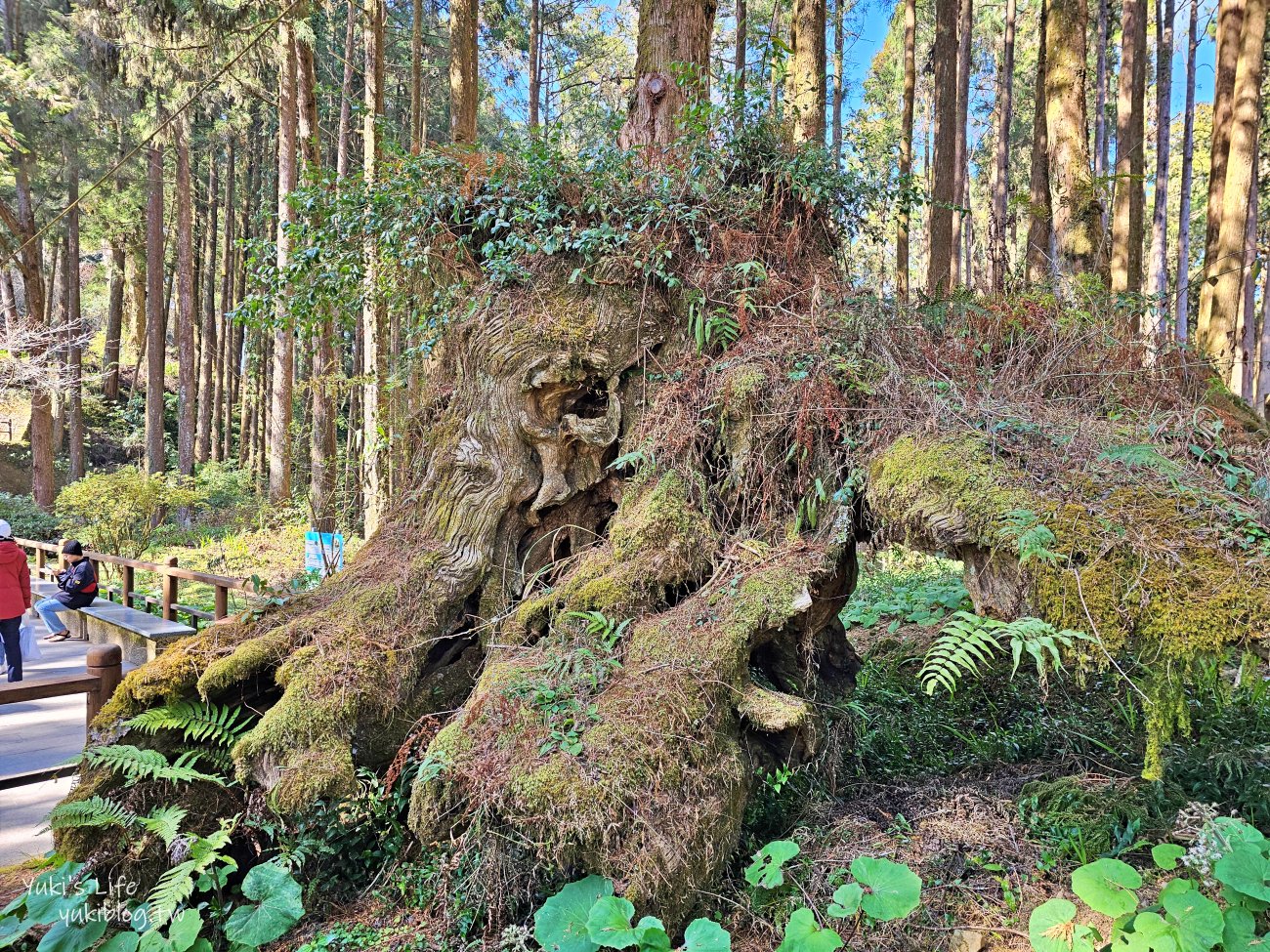 嘉義景點》阿里山國家森林遊樂區一日遊，仙境般必拍景點行程懶人包！阿里山日出巨木全攻略！ - yuki.tw