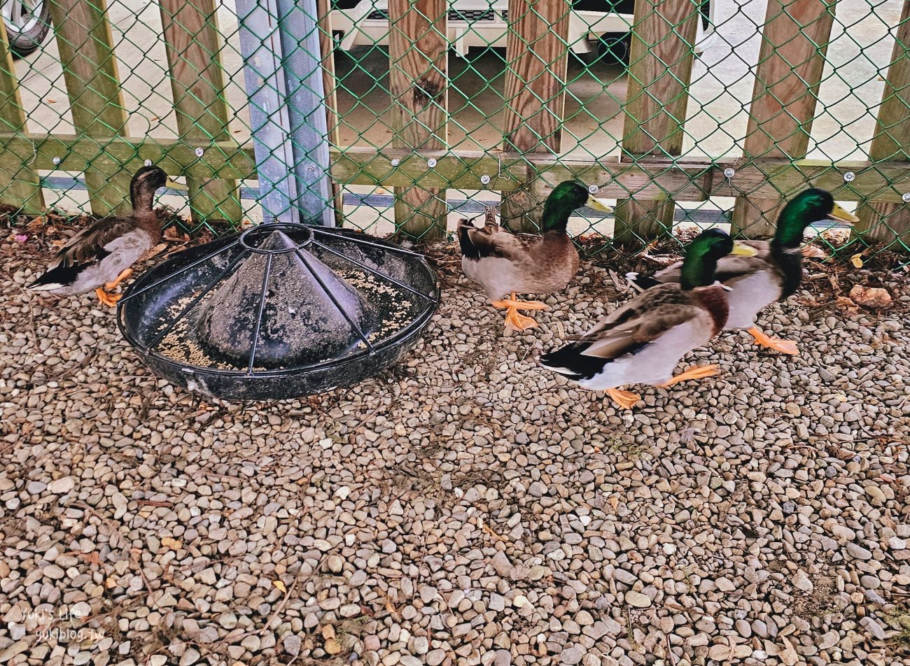 雲林古坑粉紅泡泡(珍粉紅城堡)粉紅色水上教堂、落羽松水上發呆亭景觀餐廳 - yuki.tw