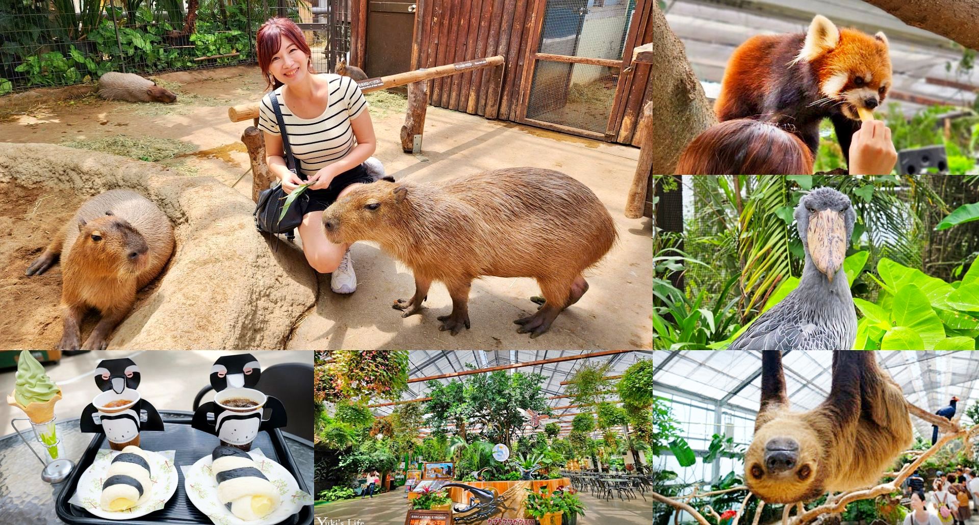 神戶景點》神戶動物王國，超夯親子推薦，室內動物園有水豚君在等你 - yuki.tw