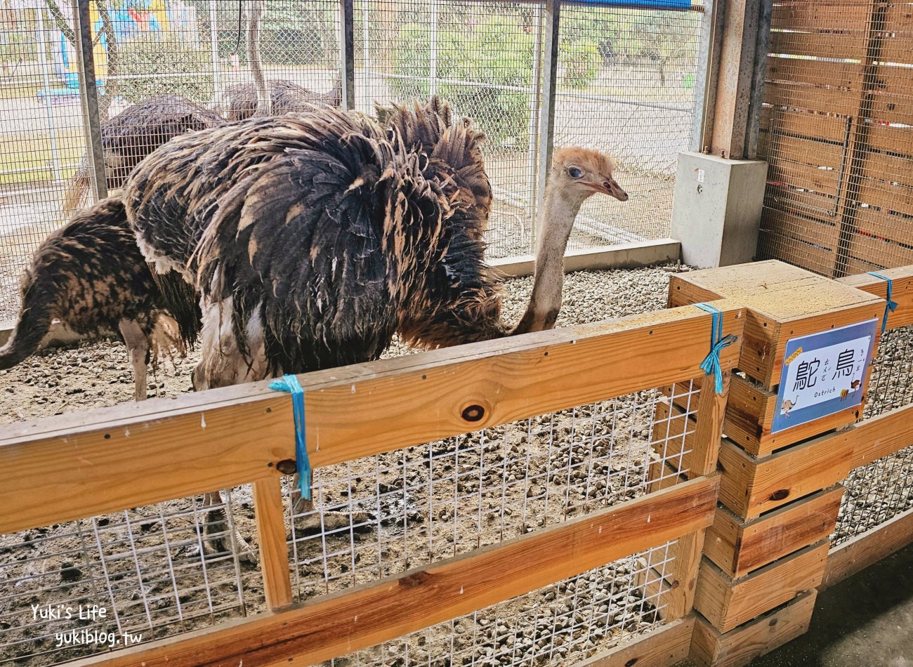 彰化北斗景點》正實親子農場，暢玩氣墊滑梯.沙坑.餵食小動物，門票100元飼料不用再花錢 - yuki.tw