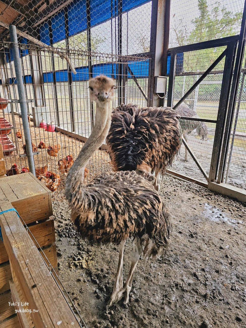 彰化北斗景點》正實親子農場，暢玩氣墊滑梯.沙坑.餵食小動物，門票100元飼料不用再花錢 - yuki.tw