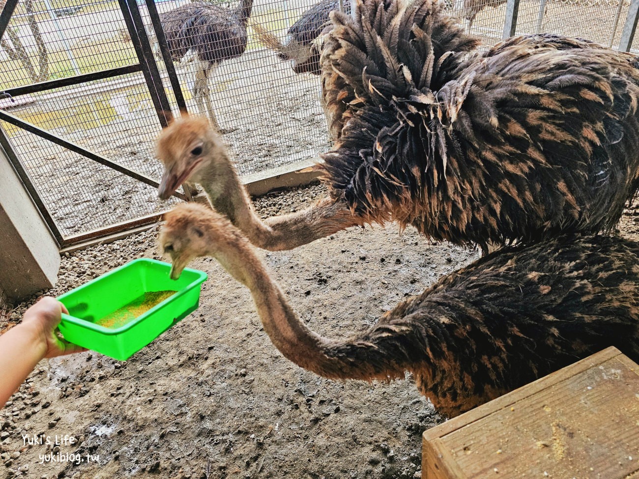 彰化最新景點一日遊│親子必玩景點行程大公開│恐龍樂園.餵鴕鳥.牛奶批發~ - yuki.tw