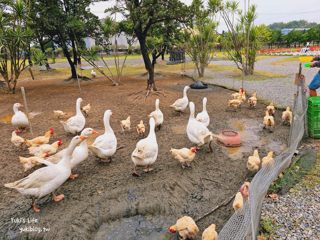 彰化北斗景點》正實親子農場，暢玩氣墊滑梯.沙坑.餵食小動物，門票100元飼料不用再花錢 - yuki.tw