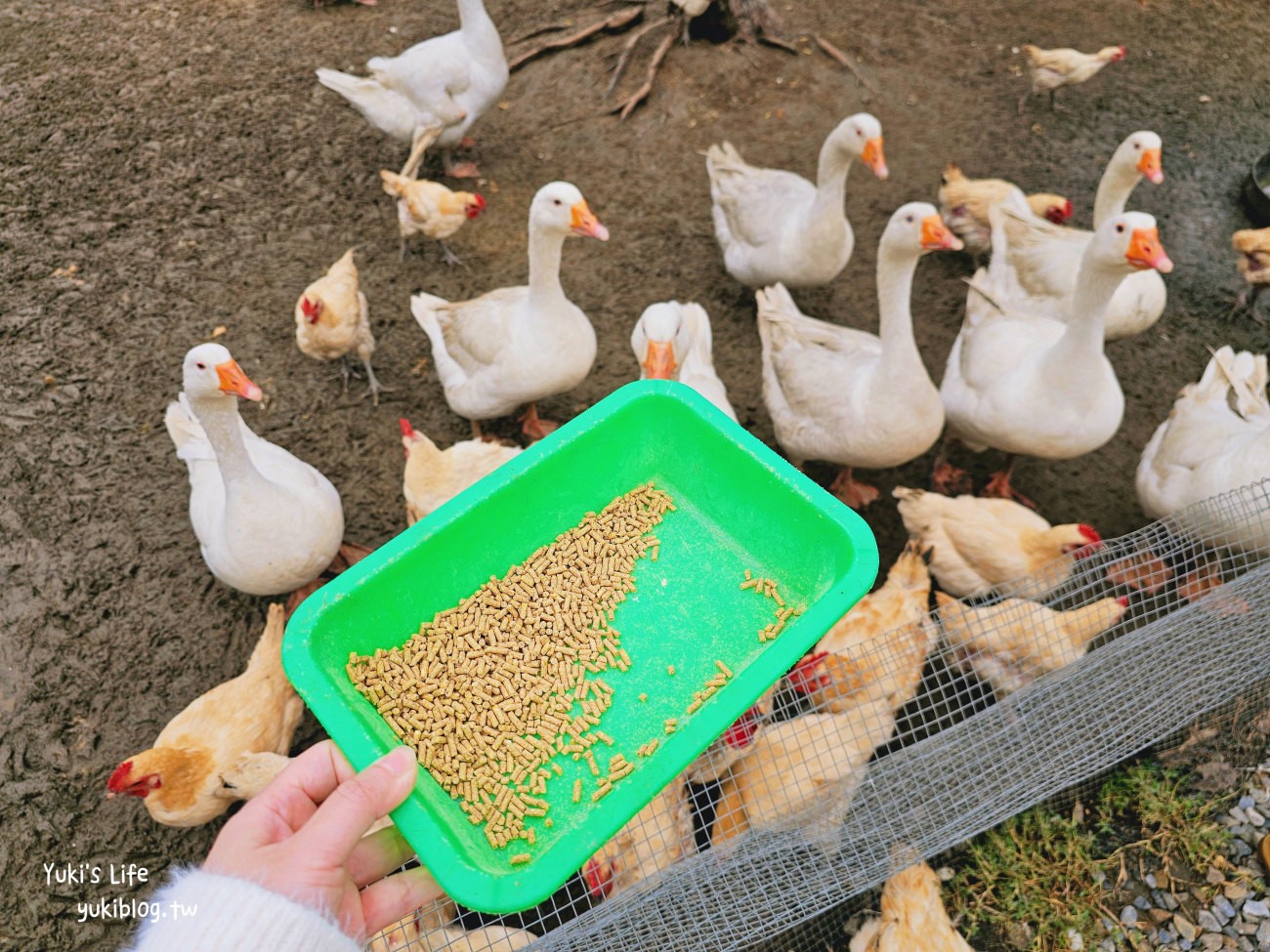 彰化北斗景點》正實親子農場，暢玩氣墊滑梯.沙坑.餵食小動物，門票100元飼料不用再花錢 - yuki.tw