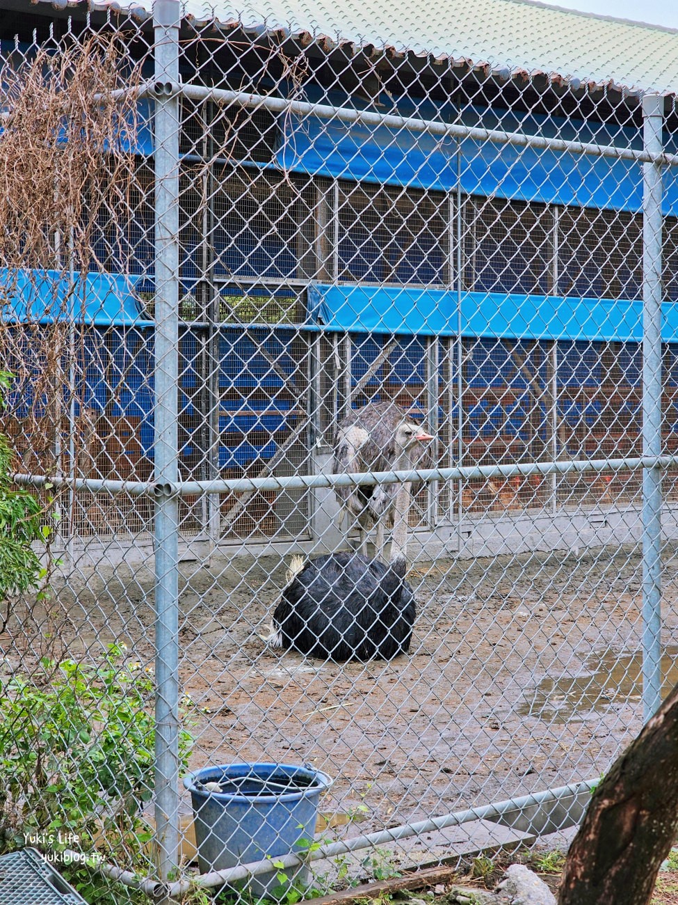 彰化北斗景點》正實親子農場，暢玩氣墊滑梯.沙坑.餵食小動物，門票100元飼料不用再花錢 - yuki.tw