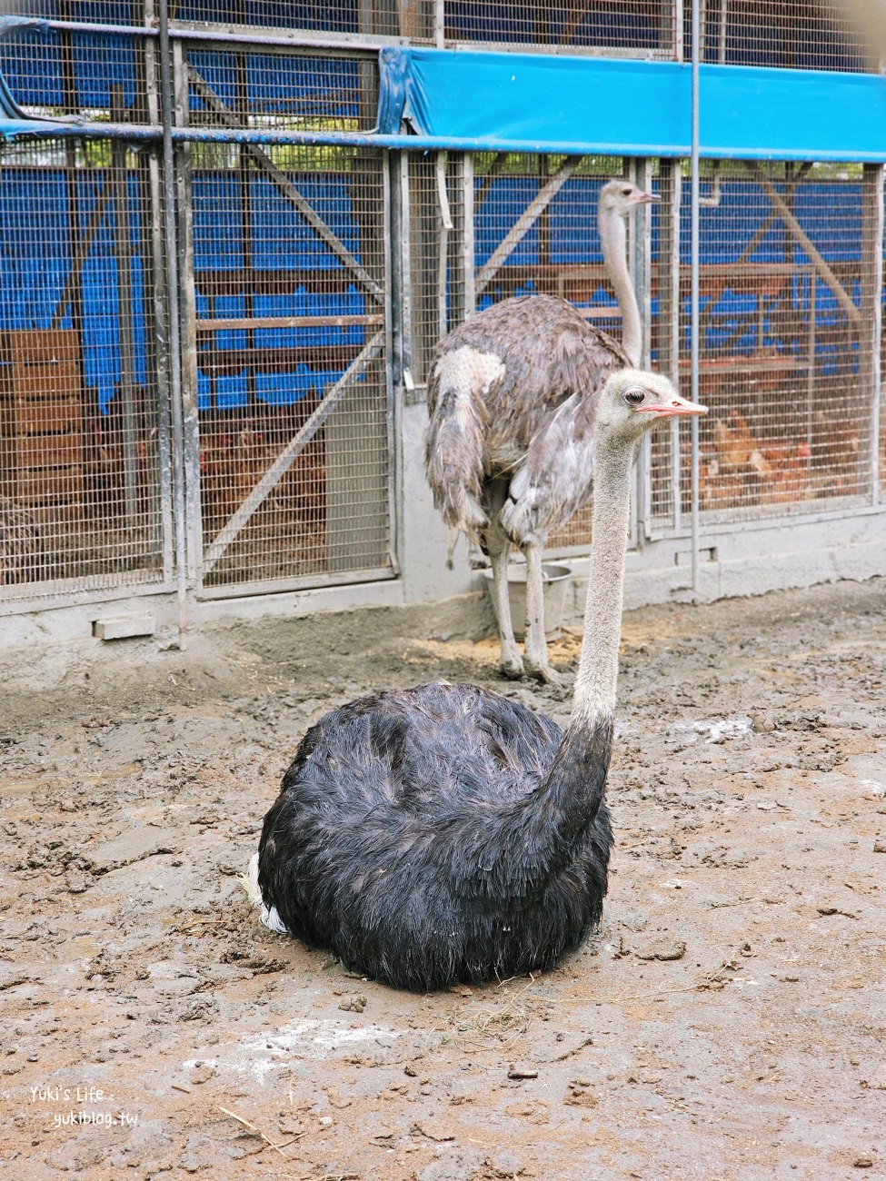 彰化北斗景點》正實親子農場，暢玩氣墊滑梯.沙坑.餵食小動物，門票100元飼料不用再花錢 - yuki.tw