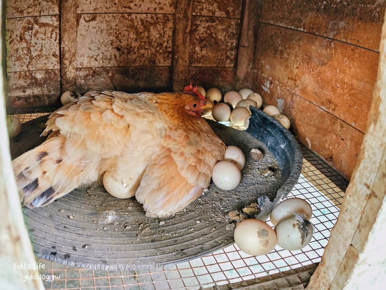 彰化北斗景點》正實親子農場，暢玩氣墊滑梯.沙坑.餵食小動物，門票100元飼料不用再花錢 - yuki.tw