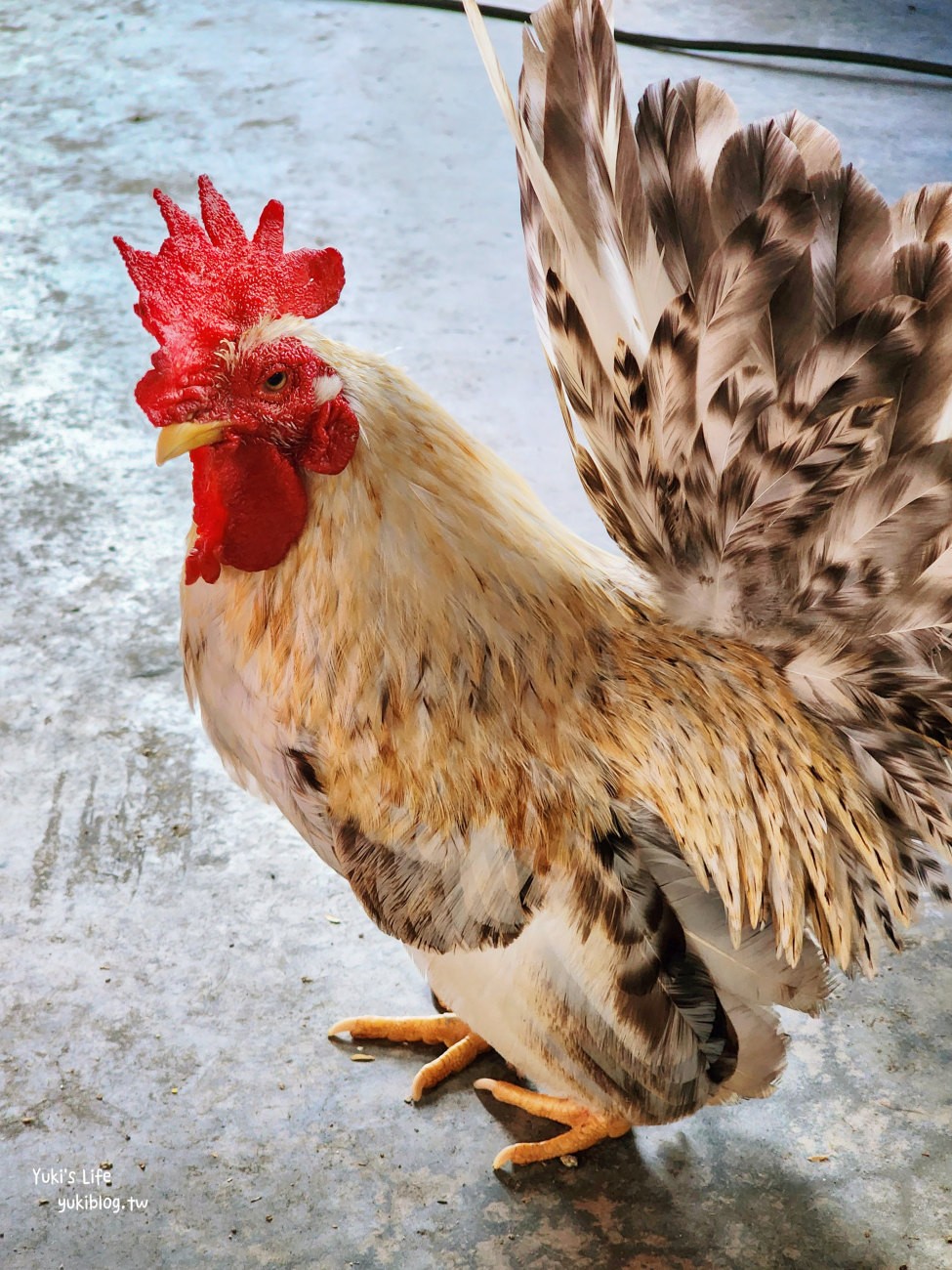 彰化北斗景點》正實親子農場，暢玩氣墊滑梯.沙坑.餵食小動物，門票100元飼料不用再花錢 - yuki.tw