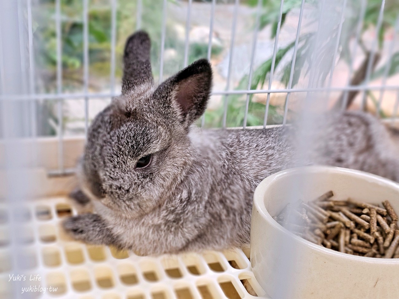 曼谷網美咖啡廳【Botanist activity space and cafe】療癒綠植仙人掌.可愛動物.連兒童遊戲區都有~ - yuki.tw