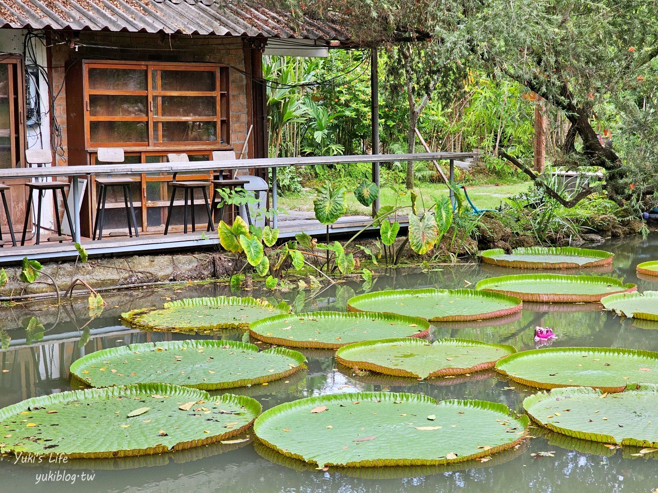 曼谷網美咖啡廳【Botanist activity space and cafe】療癒綠植仙人掌.可愛動物.連兒童遊戲區都有~ - yuki.tw