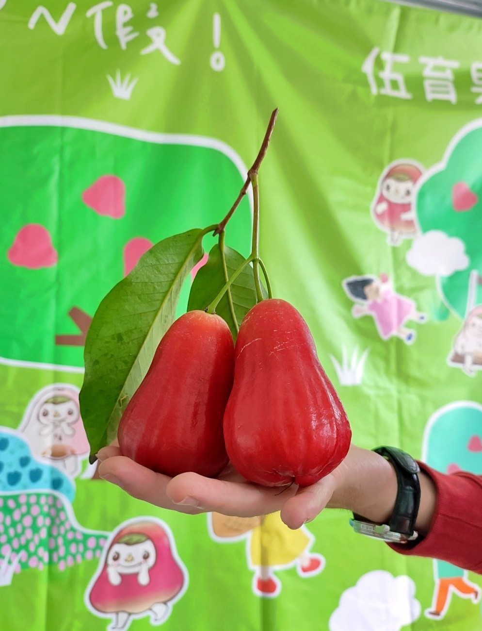 嘉義伍育果園「黑糖芭比」蓮霧界LV自己採，採蓮霧親子鄉村樂遊趣 - yuki.tw