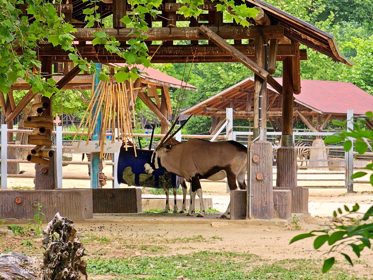 首爾親子景點推薦》首爾動物園～必搭空中纜車太刺激！超大動物園~ - yuki.tw