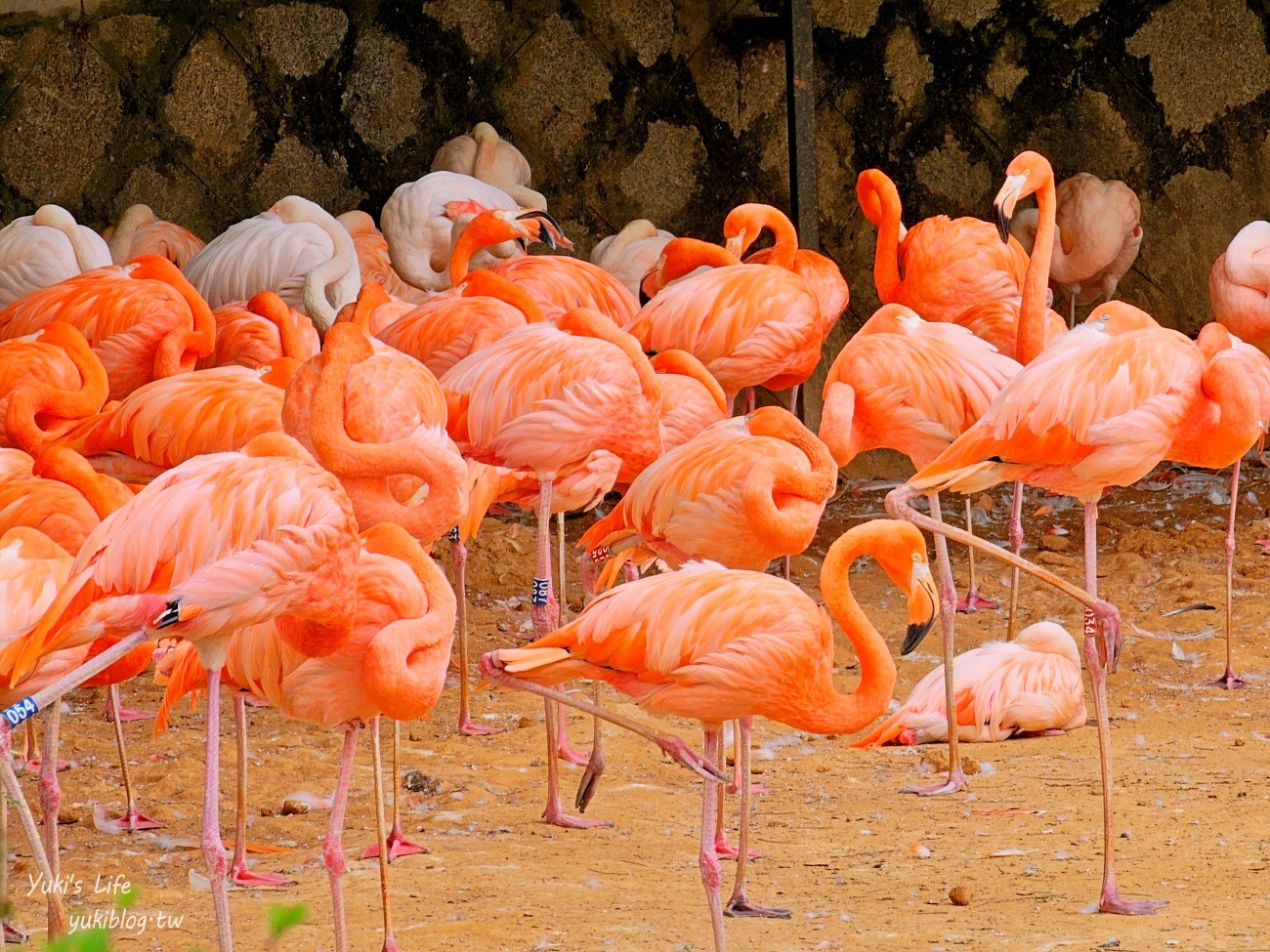 首爾親子景點推薦》首爾動物園～必搭空中纜車太刺激！超大動物園~ - yuki.tw