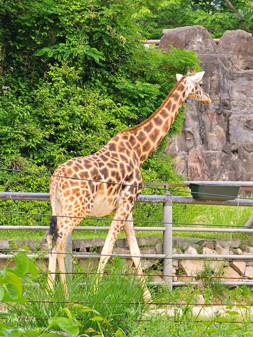 首爾親子景點推薦》首爾動物園～必搭空中纜車太刺激！超大動物園~ - yuki.tw