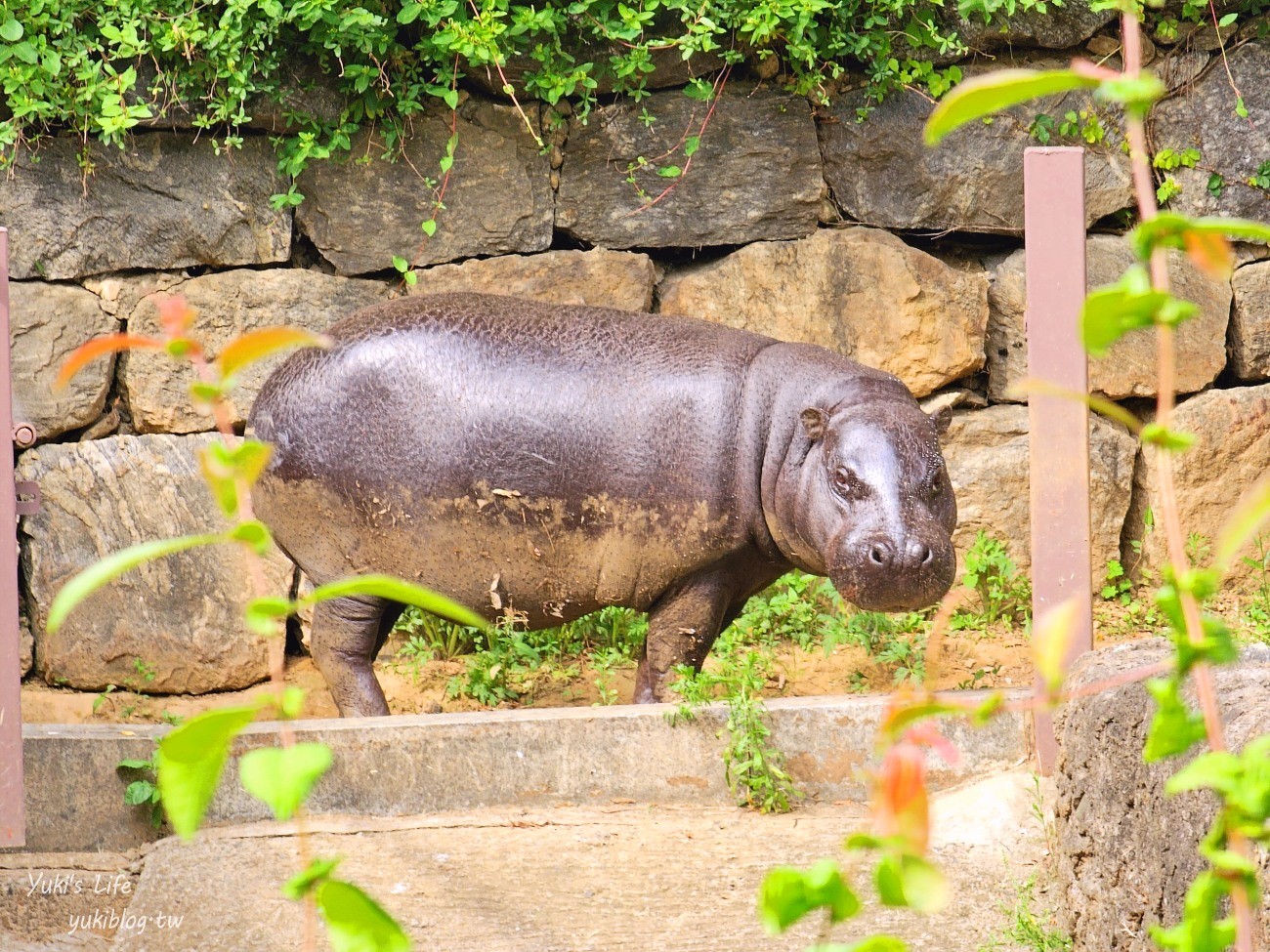 首爾親子景點推薦》首爾動物園～必搭空中纜車太刺激！超大動物園~ - yuki.tw