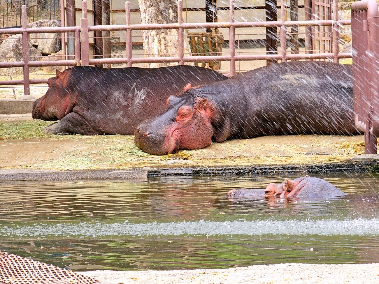 首爾親子景點推薦》首爾動物園～必搭空中纜車太刺激！超大動物園~ - yuki.tw