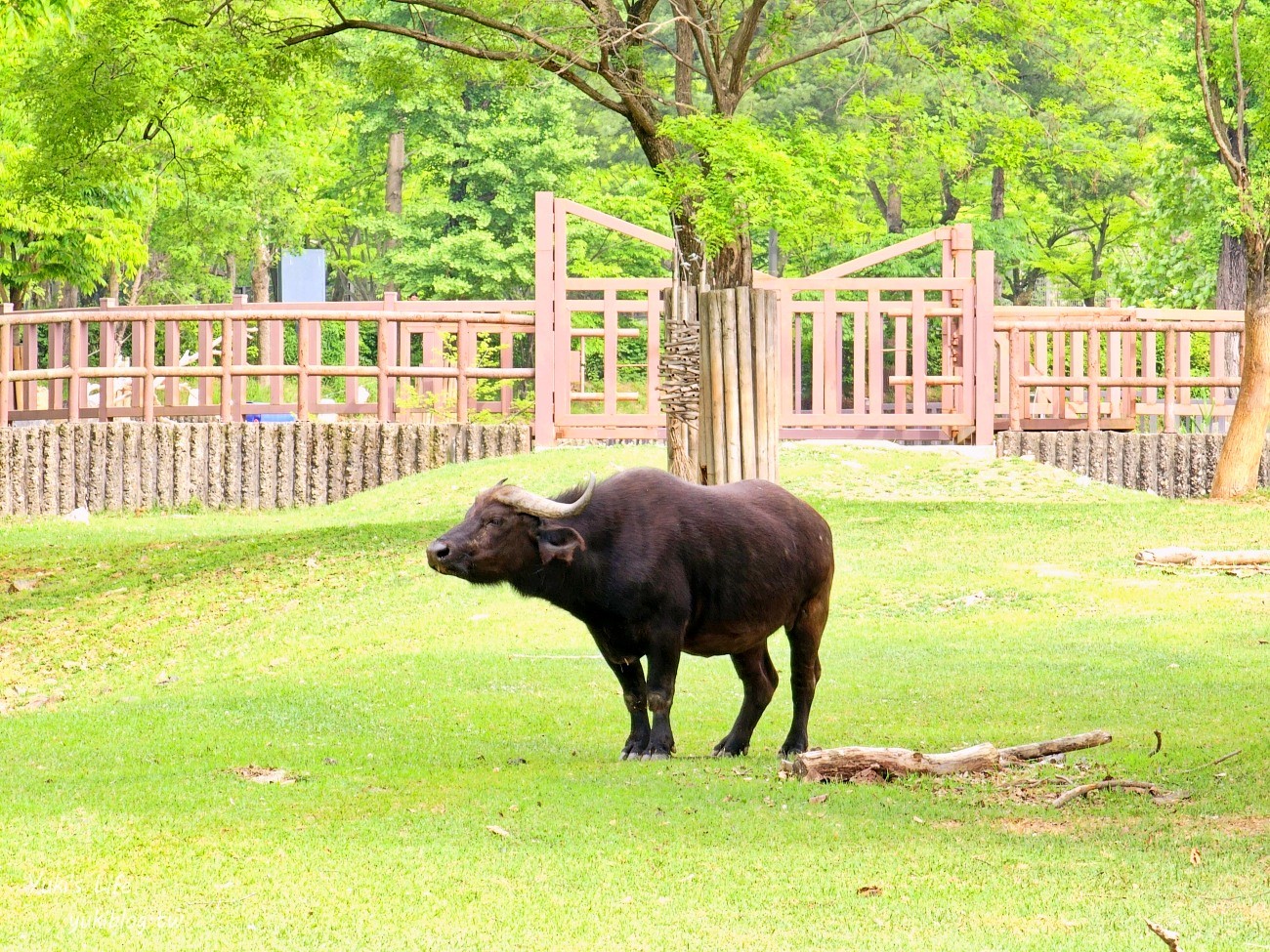 首爾親子景點推薦》首爾動物園～必搭空中纜車太刺激！超大動物園~ - yuki.tw