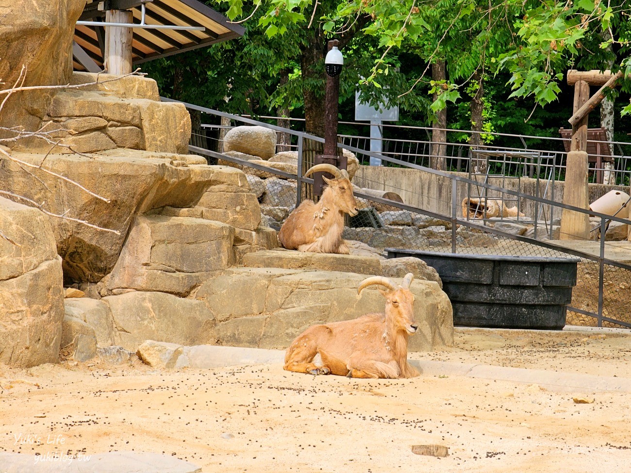 首爾親子景點推薦》首爾動物園～必搭空中纜車太刺激！超大動物園~ - yuki.tw