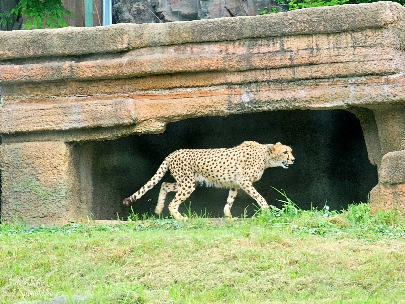 首爾親子景點推薦》首爾動物園～必搭空中纜車太刺激！超大動物園~ - yuki.tw