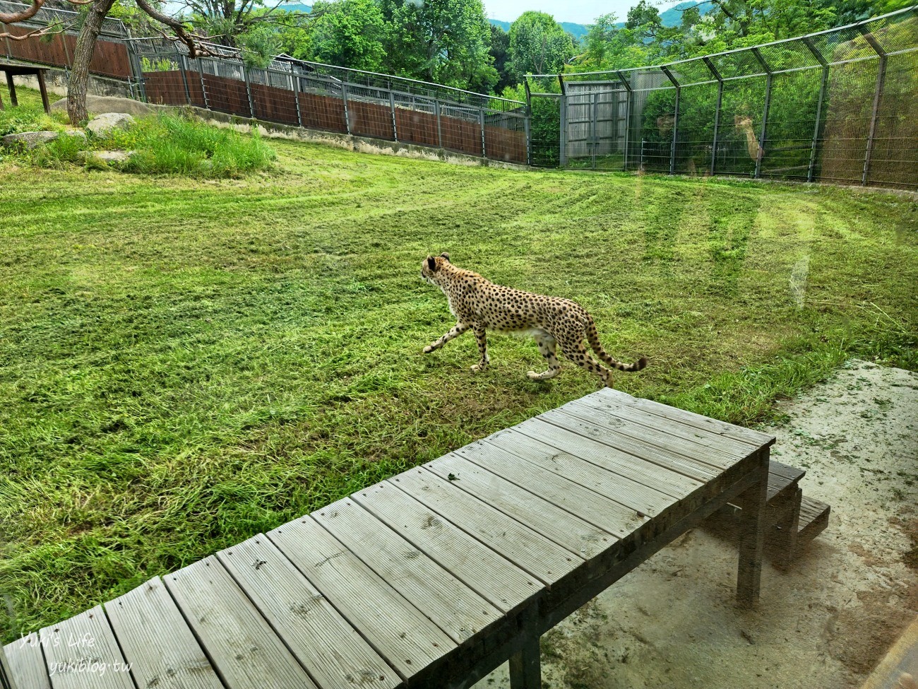 首爾親子景點推薦》首爾動物園～必搭空中纜車太刺激！超大動物園~ - yuki.tw