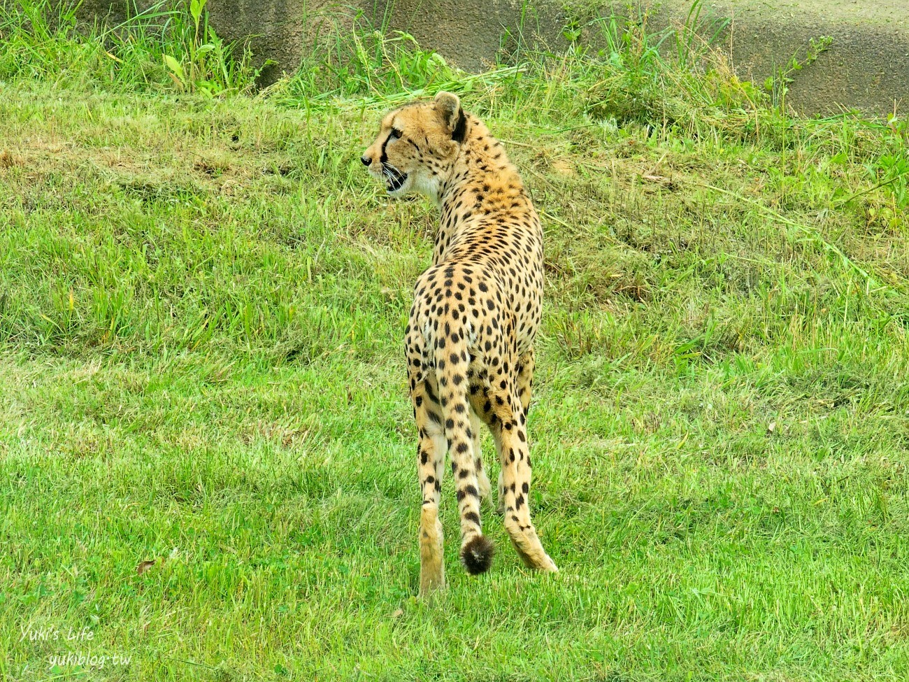 首爾親子景點推薦》首爾動物園～必搭空中纜車太刺激！超大動物園~ - yuki.tw